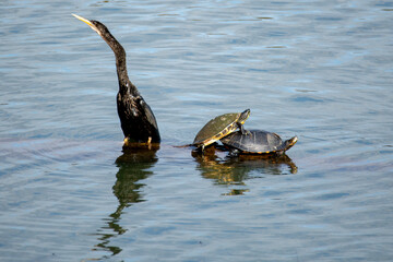 Two yellow-bellied sliders (Trachemys scripta scripta) and an anhinga (Anhinga anhinga), sometimes...
