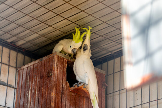 The citron-crested cockatoo (Cacatua sulphurea citrinocristata) is a medium-sized cockatoo with an orange crest, dark grey beak, pale orange ear patches, and strong feet and claws