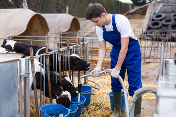 Young boy farmer giving water to calves from bucket at dairy farm © JackF