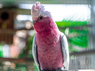 The galah (Eolophus roseicapilla), also known as the pink and grey, is one of the most common and widespread cockatoos