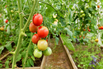 Red tomatoes ripening on the vine inside a greenhouse. Organic farming and home gardening ensure a fresh, pesticide-free harvest for a healthy lifestyle