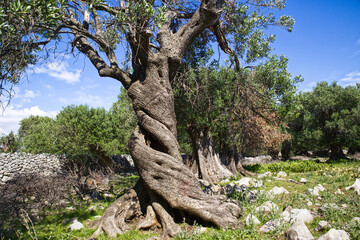 Bizarre and fancy olive trees in the olive gardens or groves of Lun village on Pag Island in Croatia