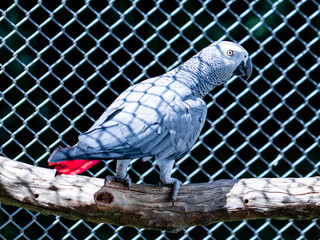 Couple of Congo parrots (Psittacus erithacus) in the aviary at a bird breeding site. Congo grey parrot
