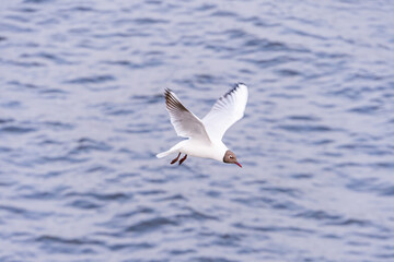 A seagull flying over a choppy ocean showcases agility and grace, symbolizing freedom, nature, travel, or environmental awareness