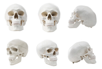 Artificial human skull isolated on white, set. Different sides