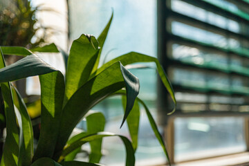 Close-up image of vibrant, healthy indoor plant leaves for marketingadvertising, evoking natural...