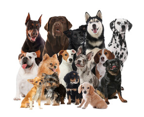 Group of cute dogs on white background