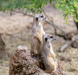 Fototapeta premium Alles im Blick