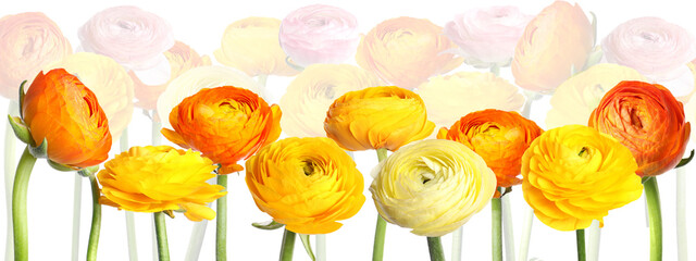 Many bright beautiful ranunculus flowers on white background, banner design