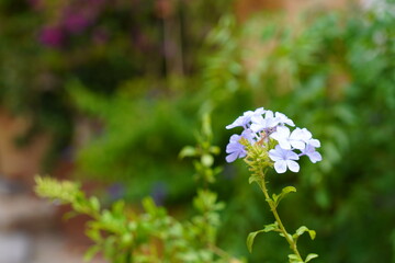 Blüten in Mallorca