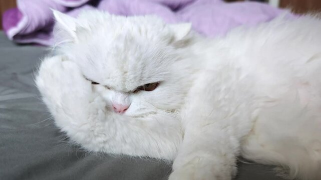 White persian cat grooming, sitting on gray bed beside soft purple blanket
