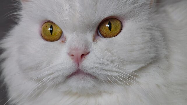 White persian cat displaying nuanced facial expressions, conveying emotional range with delicate, precise subtle movements