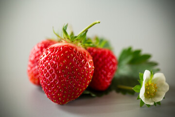 Ripe red strawberries on a gray background