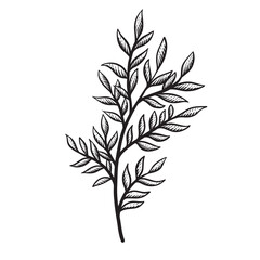 leaf flower handdrawn