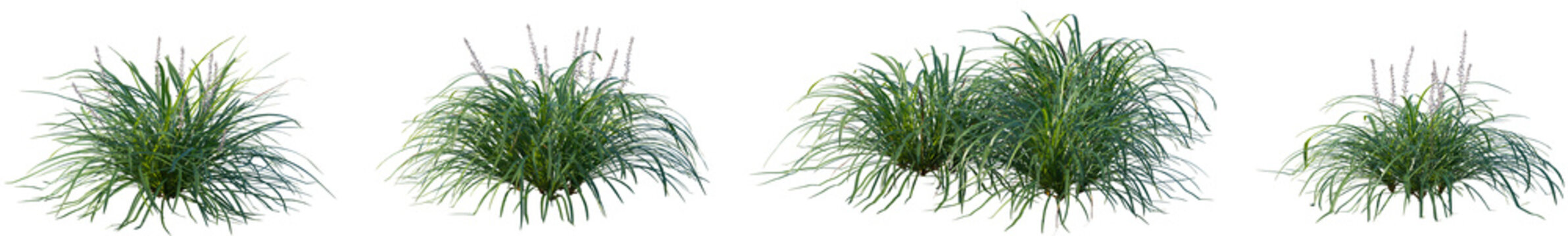 Set of Ophiopogon Bodinieri (commonly known as Chinese lilyturf or Mondo grass) isolated frontal png on a transparent background perfectly cutout