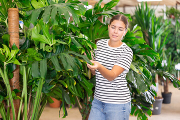 Fototapeta premium Girl inspects leaf of palm monstera houseplant in store for amateur gardeners. Exhibition and sale of tall plants for home, office, institution. Consultations, delivery, related products for gardeners
