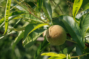 Fruta de melocotón madurando en la rama a pleno sol, Lorcha, España