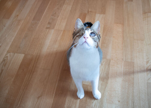 A one-eyed cat is lying on a wooden floor in close-up. The topic of protection and rehabilitation of injured animals.