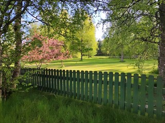 Fototapeta premium Green wooden fence, trimmed lawn, tall birch and blossoming fruit trees, idyllic landscape