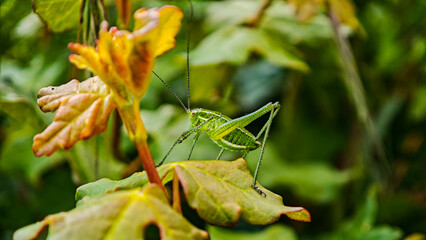 Close-up of a tiny grasshopper resting on a fresh oak leaf in spring. Vivid green and yellow tones highlight the beauty of nature's small wonders in macro detail.