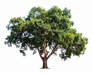 Obraz premium Large Tree