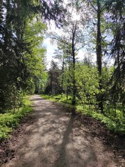 Mixed forest, birch and pine trees, sunny day, walking trail, blue sky
