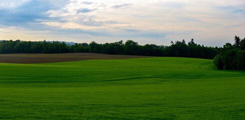 landscape with green grass and blue sky