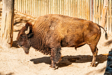 American Bison Standing in Enclosure on Sandy Groun