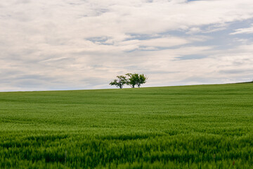 green field and tree