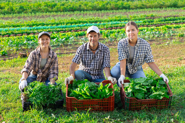 Portrait of three farmers - man and two women with boxes of chard and arugula harvest in their...