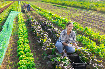 Girl works in farmers field and harvests leaves mustard salad, cuts fresh and juicy mustard leaf...