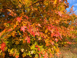 Beautiful orange-red leaves of the swamp oak sway on the trees. Blue background of cloudy sunny sky.