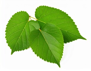 Fototapeta premium Mulberry Leaves on White Background