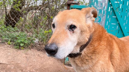 Elderly dog with soulful eyes rests near a colorful fence in a peaceful outdoor setting during a bright afternoon