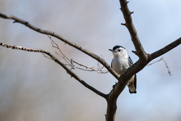 Male white-breasted nuthatch perched on a small branch