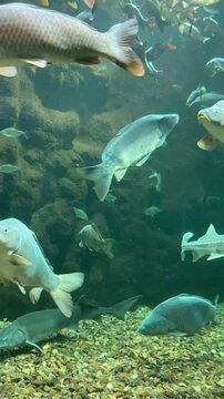 Aquarium de Touraine, Lussault-sur-Loire, France