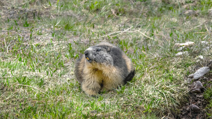 An Alpine Marmot (Marmota Marmota)