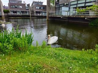 Swan on the river countryside. Swan in water by the brige. Brige. 
Beautiful swan in the pond. White swan in the lake. 