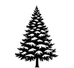 Silhouette of a Pine Tree