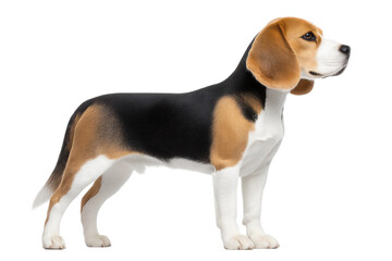 Beagle dog side profile with tri-color coat on white background, cut out