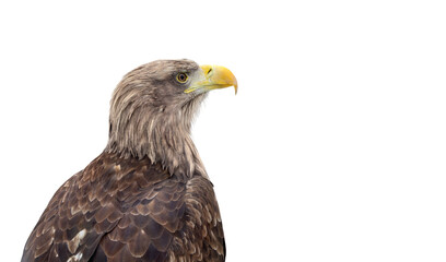 Golden eagle ( Aquila chrysaetos ) portrait in profile on a white background with space for text