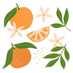 Set with orange fruits, orange flowers on a white background. Vector illustration for printing. Background with food and drinks. Cute baby background 