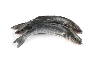 European seabass or Dicentrarchus labrax, whole raw labrax, branzino fish, European bass