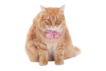 Transparent PNG of cute ginger cat with pink bow tie, isolated and sitting, perfect for design and collage.