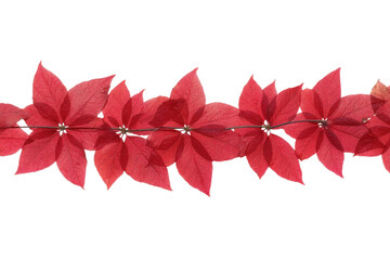 Vibrant red autumn leaves on black background, cut out