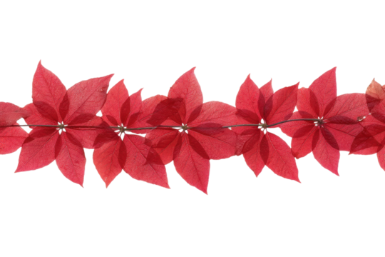 Vibrant red autumn leaves on black background, cut out