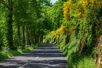 Fototapeta premium Scenic Road Surrounded by Lush Greenery and yellow Flowers