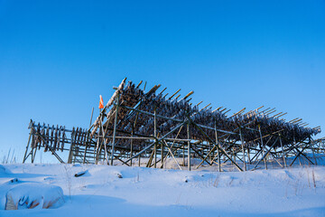 S&eacute;chage morue - iles Lofoten - Norv&egrave;ge