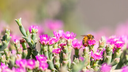 This close-up reveals the delicate interaction between a buzzing bee and colorful wildflowers