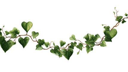 Single strand of green ivy vine with heart-shaped leaves, climbing plant element. Botanical decoration graphic. Isolated on transparent background.